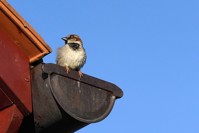 Small bird sitting on gutter installed by one of the areas favorite gutter installation companies.