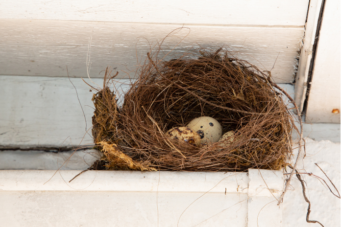 Bird nest in gutter. Prevent issues with gutter guards installed by Northland Roofing.