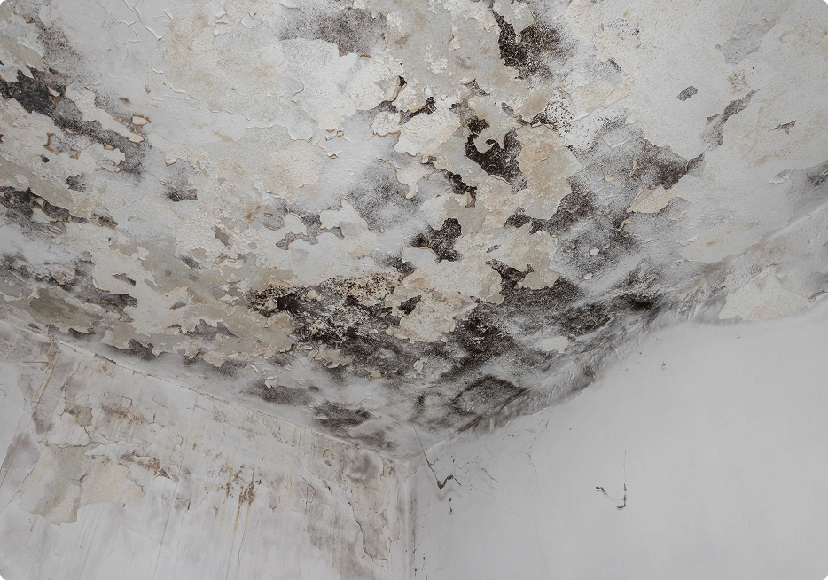 Mold, Algae, or Moss Growth