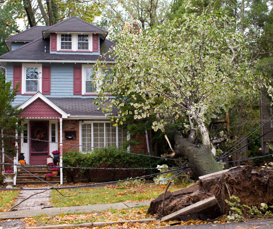 tree damage house